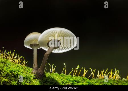Fungo in porcellana (Oudemansiella mucida), New Forest National Park, Hampshire, Inghilterra, Regno Unito. Ottobre. Foto Stock