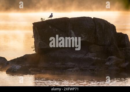 Gabbiano arroccato sulla roccia vicino al mare al tramonto Foto Stock