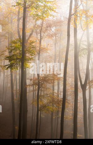 Giornata lunare con i raggi del sole nella foresta autunnale dei piccoli Carpazi, tavolozza di colori autunnali, sfumature di foglie arancioni e dorate, faggi Foto Stock