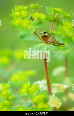 Rana degli alberi (Hyla meridionalis) vicino a un lago nel parco naturale della Sierra de Grazalema, Spagna meridionale, aprile. Foto Stock