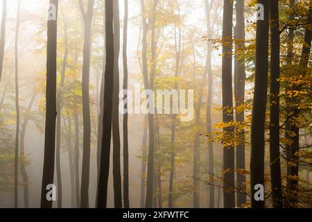 Giornata lunare con i raggi del sole nella foresta autunnale dei piccoli Carpazi, tavolozza di colori autunnali, sfumature di foglie arancioni e dorate, foresta di faggi Foto Stock