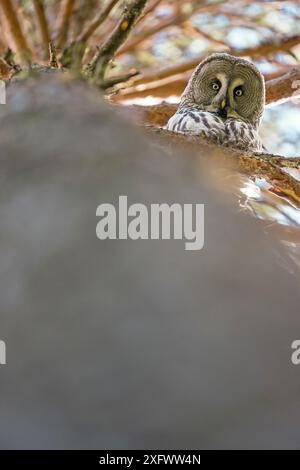 Grande gufo grigio (Strix nebulosa) che guarda giù dalla filiale, Finlandia. Maggio. Foto Stock