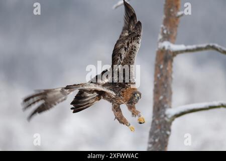 Aquila d'oro (Aquila chrysaetos) maschio che vola, Kalvtrask, Vasterbotten, Svezia. Dicembre. Foto Stock