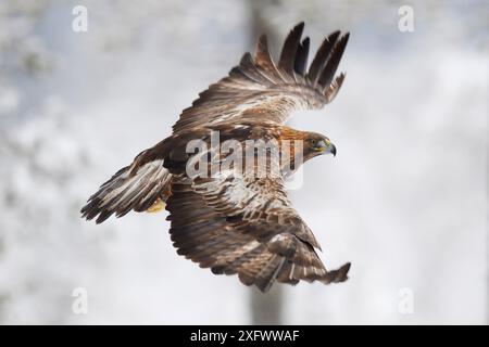 Aquila d'oro (Aquila chrysaetos) maschio che vola, Kalvtrask, Vasterbotten, Svezia. Dicembre. Foto Stock