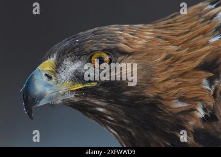 Aquila reale (Aquila chrysaetos) testa maschio ritratto, Kalvtrask, Vasterbotten, Svezia. Dicembre. Foto Stock