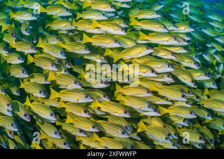 Scuola BlueLine snapper (Lutjanus kasmira). Atollo Vavuu, Maldive. Oceano Indiano. Foto Stock