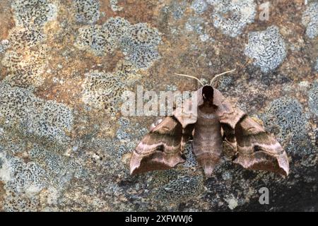 Hawkmoth (Smerinthus ocellatus) poggiato sulla pietra, Meeth, Devon, Regno Unito. Giugno. Foto Stock