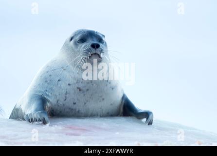 Foca ad anello (Phoca hispida) trainata fuori, Svalbard, Norvegia, aprile Foto Stock