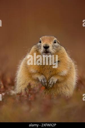 Ritratto dello scoiattolo artico (Spermophilus parryii), Denali National Park, Alaska, USA, settembre. Foto Stock