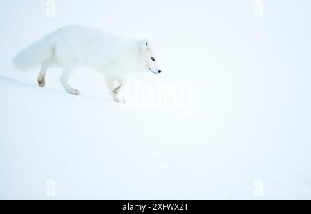 Arctic Fox (Alopex lagopus), in cappotto invernale ritratto, Svalbard, Norvegia, Aprile. Foto Stock