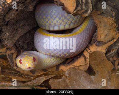 Forma albina del serpente reale californiano (Lampropeltis getula californiae), prigioniera. Foto Stock