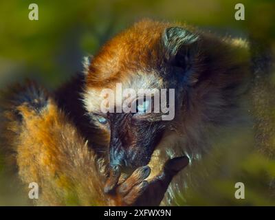 Lemur nero dagli occhi azzurri (Eulemur flavifrons) che riposa una femmina, in Madagascar è prigioniera. Specie a rischio critico. Foto Stock
