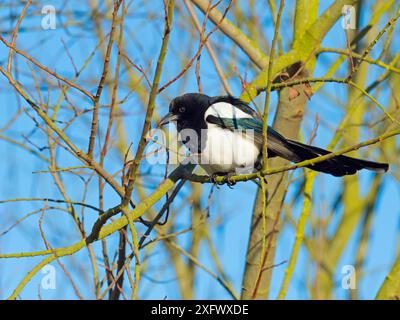 Magpie (Pica pica) arroccato in Hedgerow, Titchwell, Norfolk, Inghilterra, Regno Unito, febbraio. Foto Stock