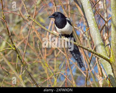 Magpie (Pica pica) arroccato in Hedgerow, Titchwell, Norfolk, Inghilterra, Regno Unito, febbraio. Foto Stock