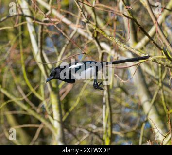 Magpie (Pica pica) arroccato in Hedgerow, Titchwell, Norfolk, Inghilterra, Regno Unito, febbraio. Foto Stock