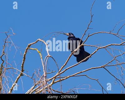 Rook (Corvus frugilegus) raccolta di bastoncini per Nest, Norfolk, Inghilterra, Regno Unito, marzo. Foto Stock