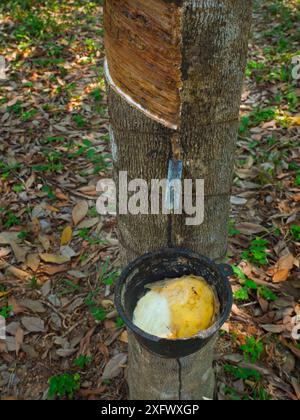 Albero di gomma (Hevea brasiliensis) che sbatte con un secchio pieno di lattice, Thailandia. Foto Stock