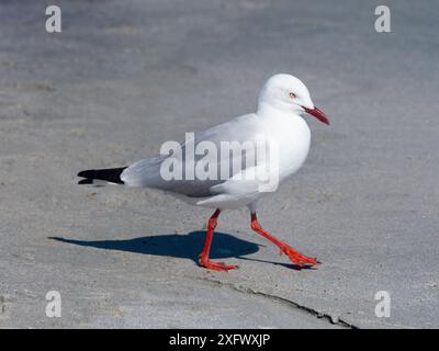 Gabbiano d'argento (Chroicocephalus novaehollandiae) sulla spiaggia di Victoria, Tasmania, Australia. Foto Stock