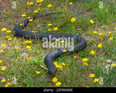 Serpente tigre della Tasmania (Notechis scutatus) specie altamente velenose. Tasmania, Australia. Foto Stock