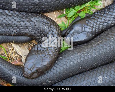 Serpente tigre della Tasmania (Notechis scutatus) due specie insieme, altamente velenose. Tasmania, Australia. Foto Stock