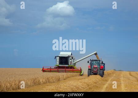 Raccolta del grano - trasferimento della granella dalla mietitrebbia al rimorchio, Walsingham, Norfolk, Inghilterra, Regno Unito. Agosto Foto Stock