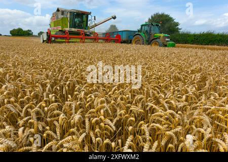 Raccolta del grano - trasferimento della granella dalla mietitrebbia al rimorchio, Walsingham, Norfolk, Inghilterra, Regno Unito. Agosto Foto Stock