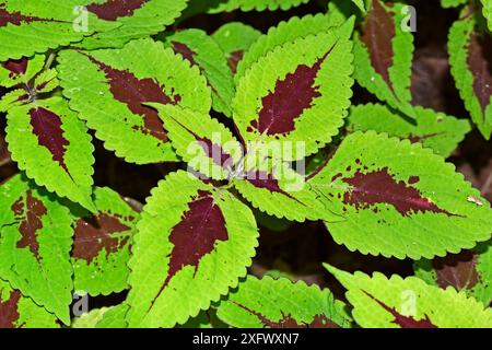 Sprite di calce Coleus kong sul giardino tropoico Foto Stock