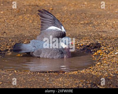 Piccione di legno (Columba palumbus) che fa il bagno in pozzanghera in inverno, Norfolk, Inghilterra, Regno Unito. Marzo. Foto Stock