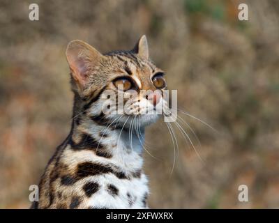 Asian Leopard Cat (Prionailurus bengalensis) captive, si verifica nel Sud Est Asiatico. Foto Stock