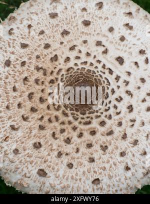 Parasol fungus (Macrolepiota procera), dettaglio del tappo. Surrey, Inghilterra, Regno Unito. Agosto. Foto Stock