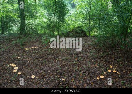 Anello di fungo del riccio (Hydnum repandum) in boschi decidui. Surrey, Inghilterra, Regno Unito. Settembre 2017. Foto Stock