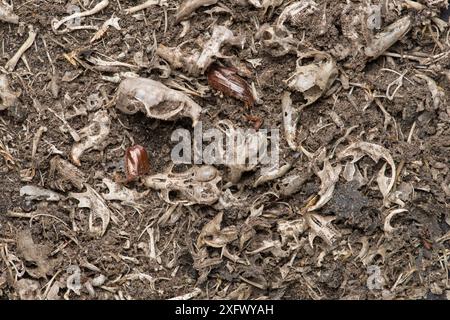 Gufo da fienile (Tyto alba) pellet, contenuto di circa sei pellet contenenti teschi e ossa di volpi, topi e arbusti e scarafaggio. REGNO UNITO. Marzo. Foto Stock