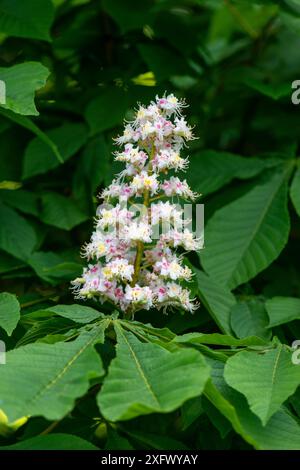 Fiori di castagno (Aesculus hippocastanum). Surrey, Inghilterra, Regno Unito. Maggio. Foto Stock