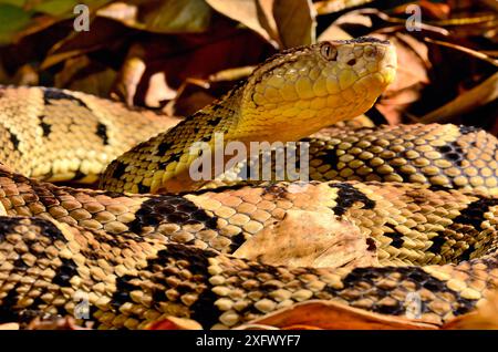 Fer-de-lancia (Bothrops lanceolatus) captive, endemica in Martinica. Foto Stock