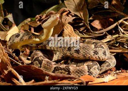 Fer-de-lancia (Bothrops lanceolatus) captive, endemica in Martinica. Foto Stock