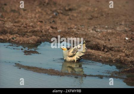 Il buco di sabbia maculato (Pterocles senegallus) maschio che fa il bagno alla sorgente, nel Sahara. Foto Stock