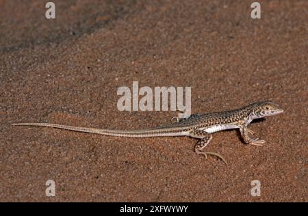 Lucertola scutellata (Acanthodactylus scutellatus) tenere, Sahara, Niger. Foto Stock