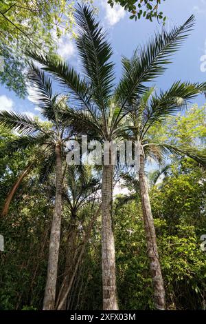 Palme da bucaniere (Pseudophoenix sargentii) nella foresta tropicale di Hispaniola. Foto Stock