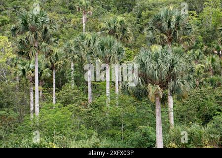 Hispaniola palmetto (Sabal domingensis), Hispaniola. Agosto 2014. Foto Stock
