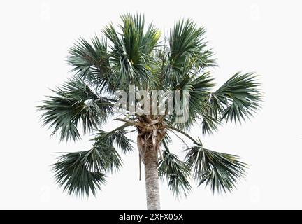 Hispaniola palmetto (Sabal domingensis), Hispaniola. Foto Stock