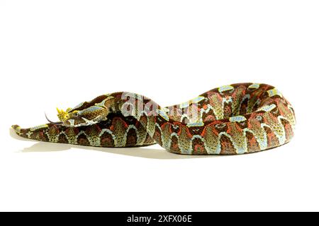 Farfalla/vipera rinoceronte (Bitis nasicornis). Prigioniero. Si verifica nell'Africa occidentale e centrale. Foto Stock