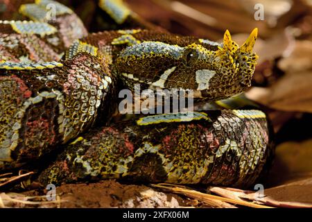 Farfalla/vipera rinoceronte (Bitis nasicornis). Prigioniero. Si verifica nell'Africa occidentale e centrale. Foto Stock