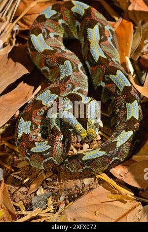 Farfalla/vipera rinoceronte (Bitis nasicornis). Prigioniero. Si verifica nell'Africa occidentale e centrale. Foto Stock