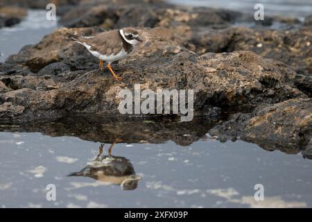 plover ad anello (Charadrius hiaticula), Fuerteventura, Isole Canarie, Spagna. Febbraio. Foto Stock