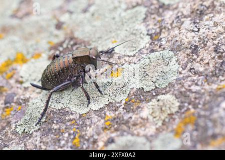 Bronze ghiandular Bush-cricket (Bradyporus dasypus), Romania. Aprile. Foto Stock