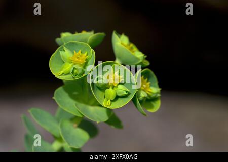 Portland Spurge (Euphorbia portlandica), Dorset, Regno Unito. Aprile. Foto Stock