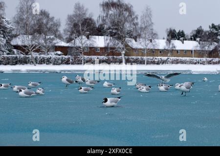 Gruppo di gabbiano con testa nera (Larus ridibundus) su Frozen Pond, Norfolk, Inghilterra, Regno Unito. Marzo 2018 Foto Stock