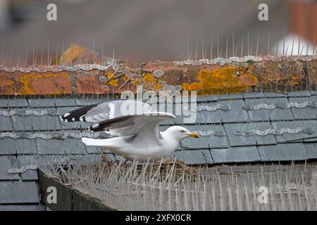 Gabbiano aringa (Larus argentatus) nidificato sul tetto tra punte per uccelli, Cornovaglia, Inghilterra, Regno Unito. Aprile 2018. Foto Stock