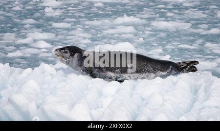 Foca leopardata (Hydrurga leptonyx) che riposa sul ghiaccio vicino al Ghiacciaio Twitcher, Georgia del Sud. Ottobre. Foto Stock