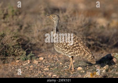 Houbara bustard / houbara nordafricano / bustard delle Canarie (Chlamydotis undulata fuertaventurae). Fuerteventura, Isole Canarie, Spagna. Febbraio. Foto Stock